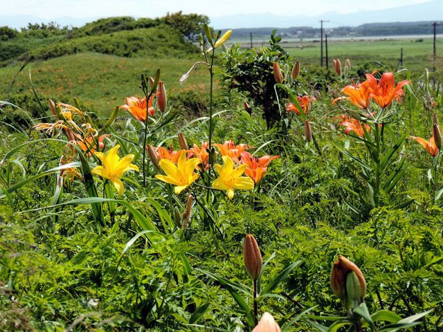 �G�]�L�X�Q_�����ԉ��q��