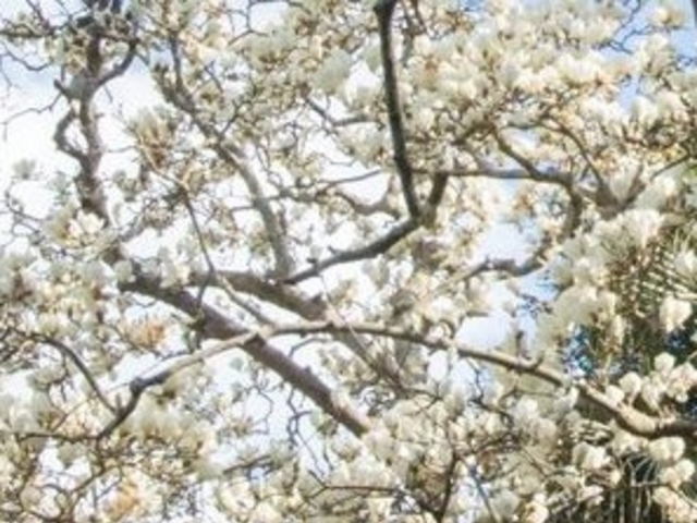 �t���X�s�[�h����̊C���Ղ̃n�N���N�����̓��e�ʐ^1