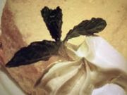 }񂳂̋iX L[tF }32ԊXX̓eʐ^1