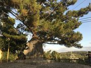 炳炳񂲂̉[̉̔̓eʐ^1