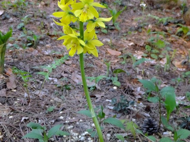 �R�쑐��_����Ă�ςσK�[�f���������E�Ђ܂����E���[�@�j����