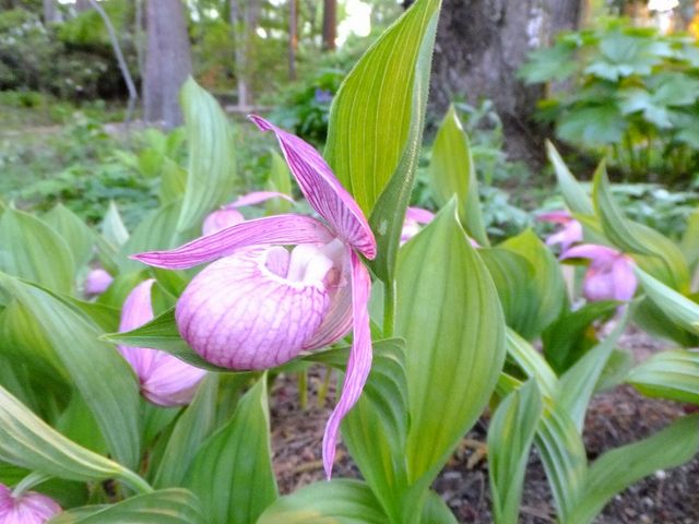 �R�쑐��A_����Ă�ςσK�[�f���������E�Ђ܂����E���[�@�j����