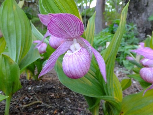 �R�쑐��B_����Ă�ςσK�[�f���������E�Ђ܂����E���[�@�j����