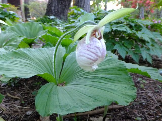 �R�쑐���N�}�K�C�\�E_����Ă�ςσK�[�f���������E�Ђ܂����E���[�@�j����