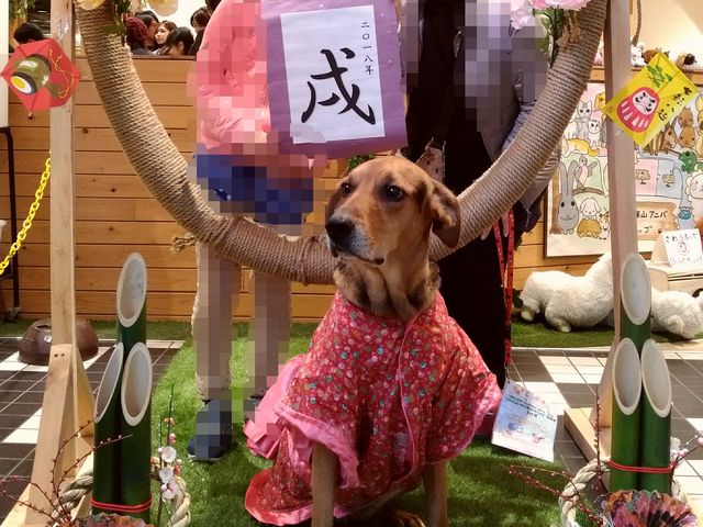 ���������ƋL�O�B�e�B_�V�ێR�}�[�P�b�g�v���[�X