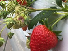 ̃^ix[t@[(TANABERRY FARM)ւ̓eʐ^1