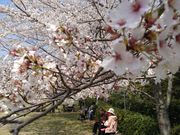 Ђ͂񂳂̋Tr̍̓eʐ^1