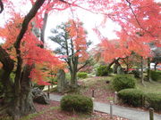 Ƃ-񂳂̖ÉVے뉀̓eʐ^2