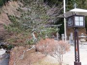 ���ڂ炳��̈��g�_�Ђ̓��e�ʐ^8