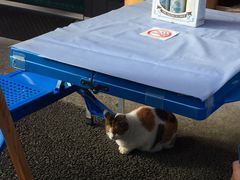 �܂�񂳂�̋����w�ւ̓��e�ʐ^1