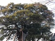 topology̒_Ђ̃CkOX̓eʐ^1