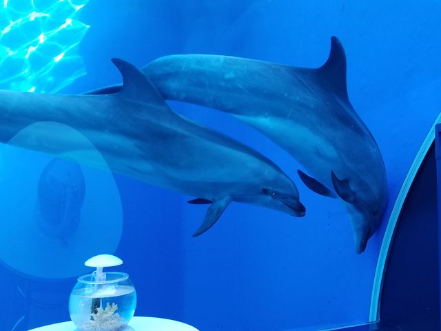 �C���J_���l�E���i���V�[�p���_�C�X