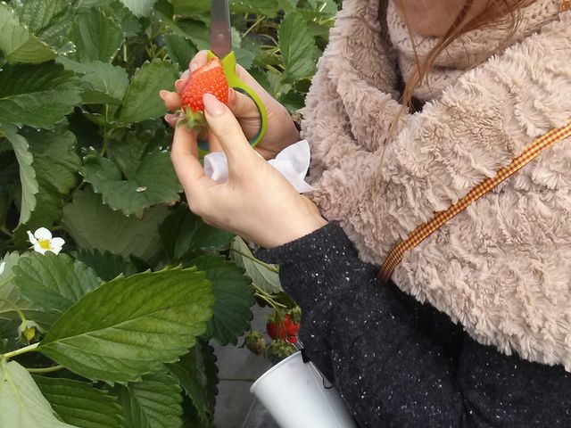 �n�T�~�ł��������ς��񂿂�_T-BERRY FARM