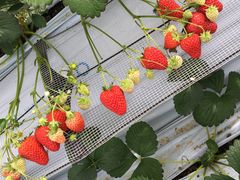 ߂񂳂̏㗢&g}gւ̓eʐ^1