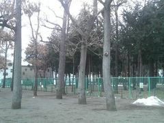 Ƃ񂳂̗΂̍L29ւ̓eʐ^3