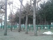 Ƃ񂳂̗΂̍L29̓eʐ^3