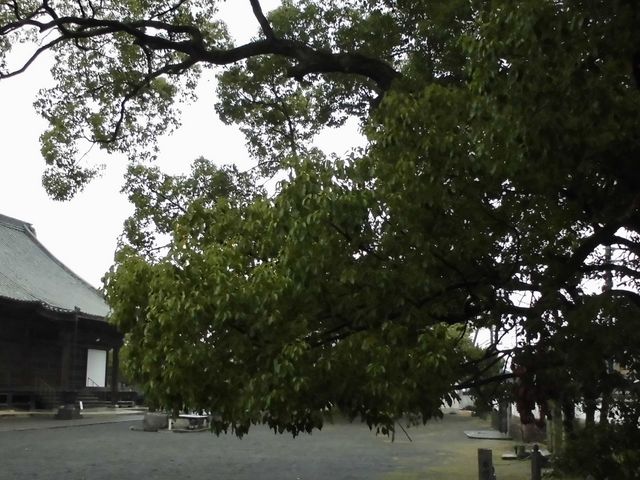 �ڂ肳��̖{�厛�̃N�X�̓��e�ʐ^4