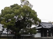 �ڂ肳��̖{�厛�̃N�X�̓��e�ʐ^1