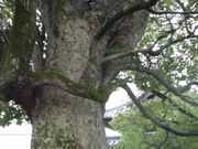 �ڂ肳��̖{�厛�̃N�X�̓��e�ʐ^2