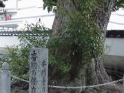 �ڂ肳��̖{�厛�̃N�X�̓��e�ʐ^3