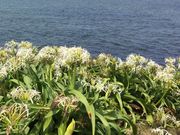 poporon����̃n�}���E�Q���n�̓��e�ʐ^1