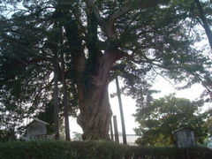 ����񂲂���̏��c����Ղ̃C�k�}�L�ւ̓��e�ʐ^1