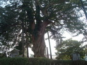 ����񂲂���̏��c����Ղ̃C�k�}�L�̓��e�ʐ^1