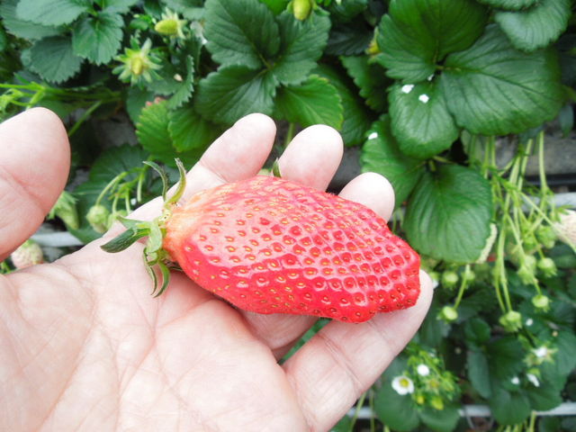 �͕P_���ǂ₢������艀