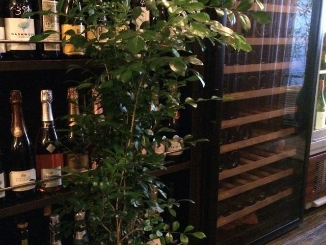 joannãC~[ tamaya beer&wine x̓eʐ^1