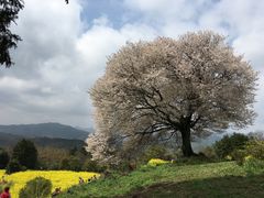 アルタイルさんの馬場の山桜の投稿写真1