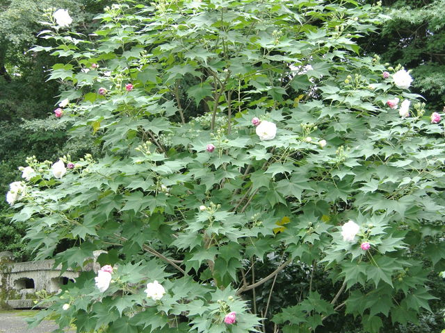 ݂݂̎ɓ߉@̕u̓eʐ^3