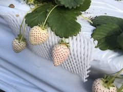 邢݂̂悵ςςt@[ւ̓eʐ^1