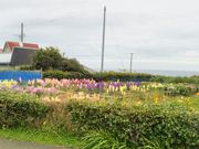 usa����̉ԙ��͔|�̓��e�ʐ^1