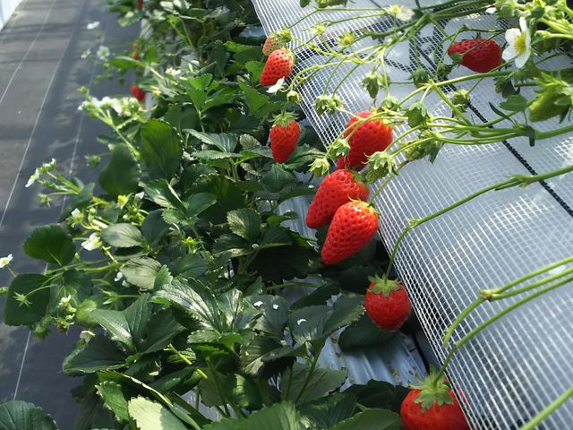 �����Ђ�_BERRYHOUSE