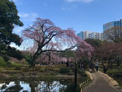 �߂̂�����̌�y���̃V�_���U�N���ւ̓��e�ʐ^1