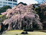 ߂̂̌ỹV_UN̓eʐ^4