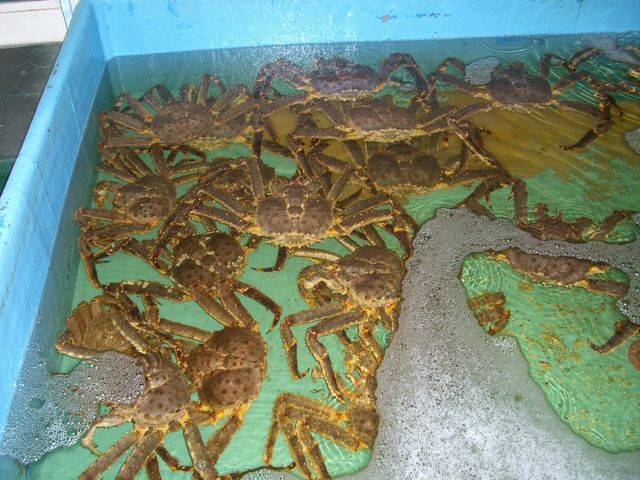 ŋ߂͕sȂ̂ŁAłɎĒ䥂ł悤łB_JlnӐY