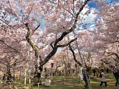 高遠城址公園のタカトオコヒガンザクラの口コミ一覧 じゃらんnet