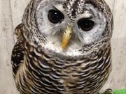 Ђ悳̂ӂ낤JtF@RickyX̓eʐ^1