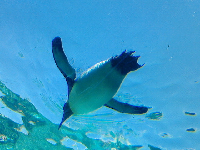 R؂񂬂_R ̍Lꉡt@[Xgt[h