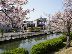 カメチャンさんの道後公園の桜の投稿写真5