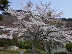 �J���`��������̐��g�����ւ̓��e�ʐ^4