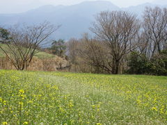 �J���`��������̐��g�����ւ̓��e�ʐ^5