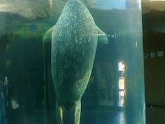 ɂǂ񂳂̈R OXe[Wt@[Xgt[hւ̓eʐ^1