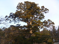 トシローさんの姥杉（日高神社）の投稿写真1