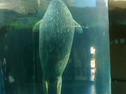 ɂǂ񂳂̈R 炵كt@[Xgt[h̓eʐ^1