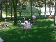 ɂǂ񂳂̈R ̍Lꉡt@[Xgt[h̓eʐ^2