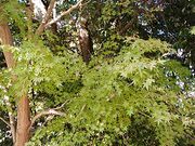 Ԃ񂽂̉Fuˌv̓eʐ^1