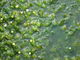 こりんごさんの三島梅花藻の里の投稿写真1