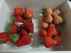 񂳂̔_Lifȇւ̓eʐ^1